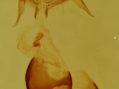 genitalia view of adult Pangrapta sp.