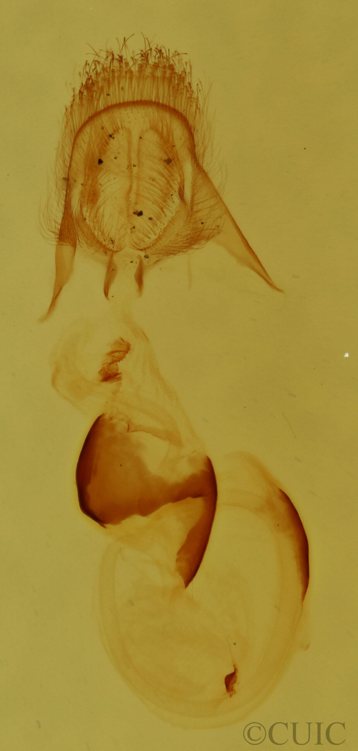 genitalia view of adult Pangrapta sp.