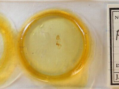 slide view of adult Pangrapta sp.