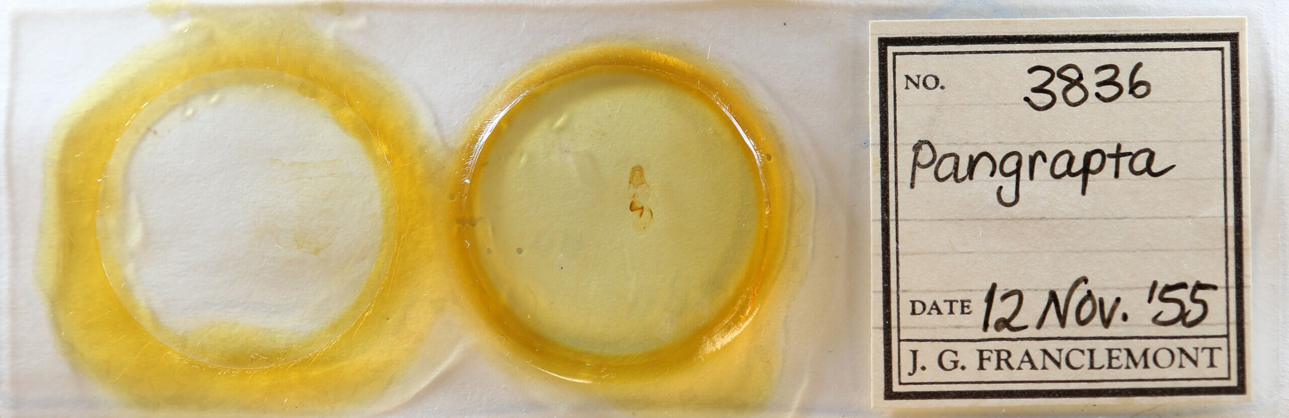 slide view of adult Pangrapta sp.