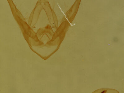 genitalia view of adult Pangrapta sp.