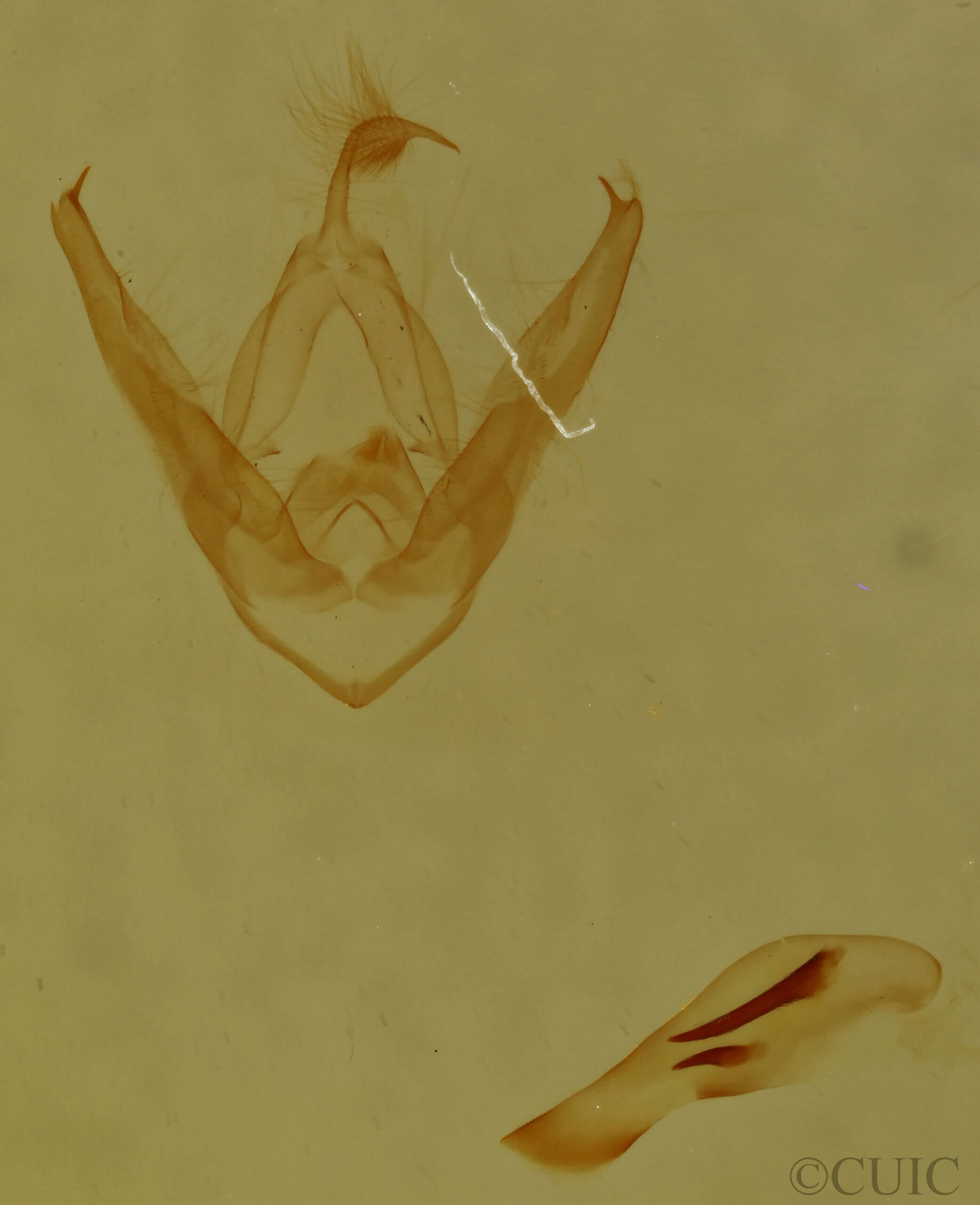 genitalia view of adult Pangrapta sp.