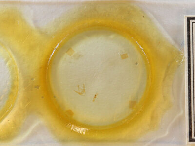 slide view of adult Pangrapta sp.