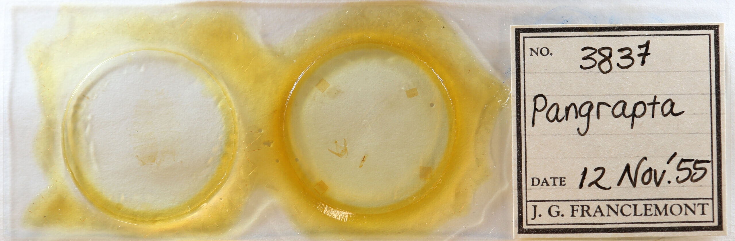 slide view of adult Pangrapta sp.