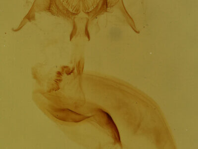 genitalia view of adult Pangrapta sp.