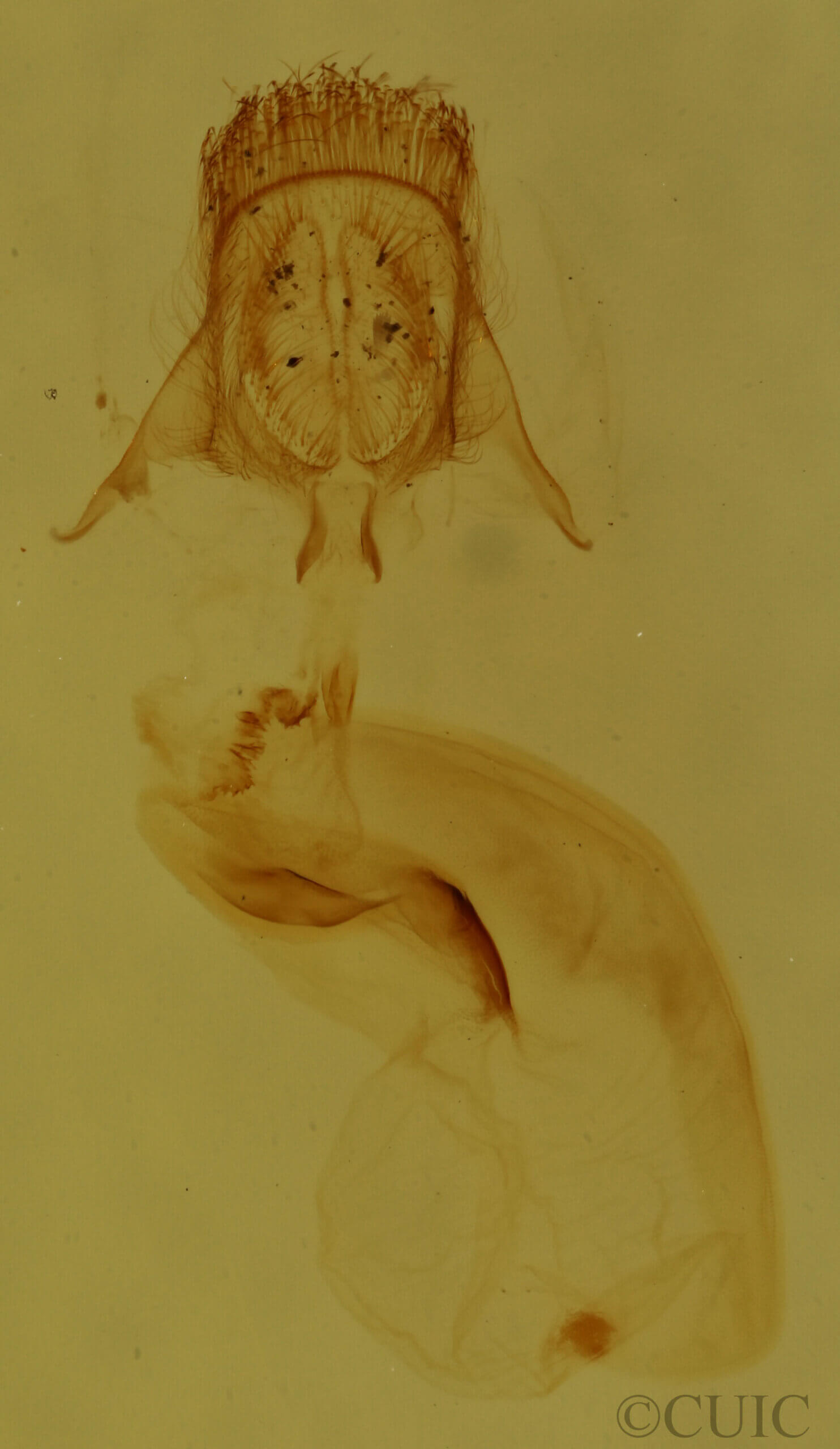 genitalia view of adult Pangrapta sp.