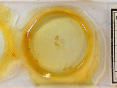 slide view of adult Pangrapta sp.