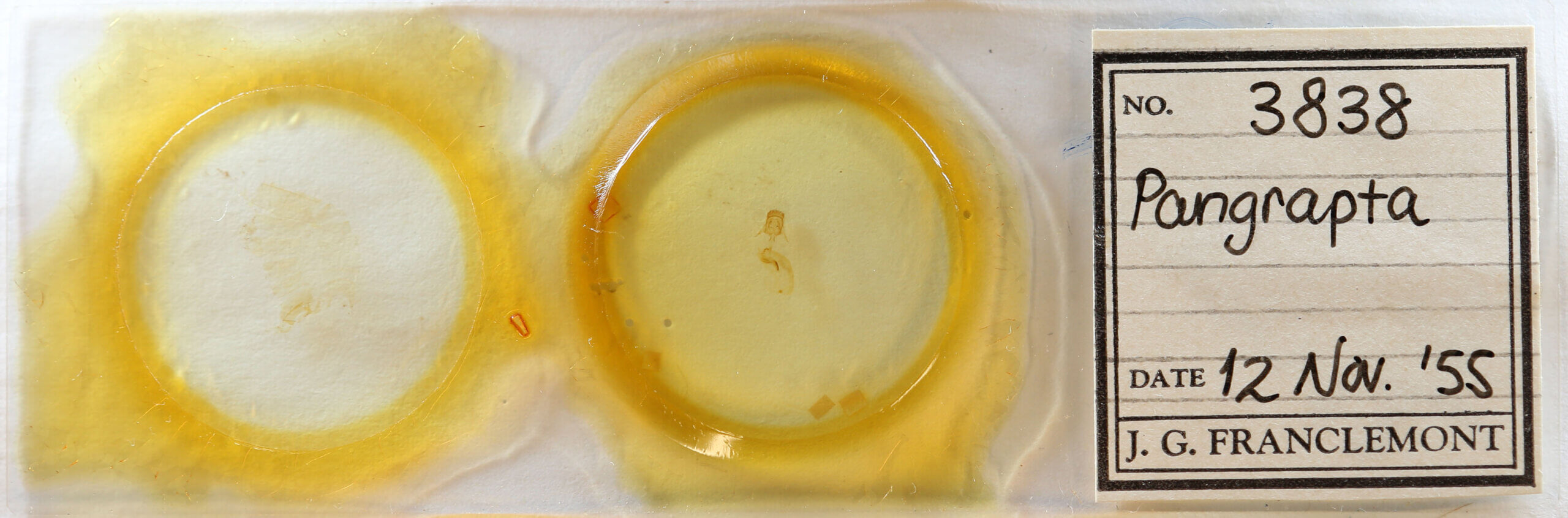 slide view of adult Pangrapta sp.