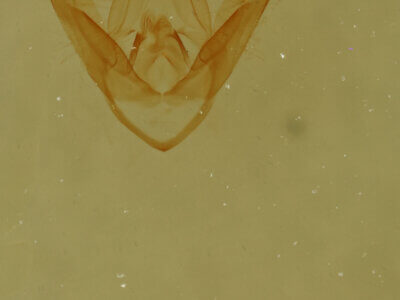 genitalia view of adult Pangrapta sp.