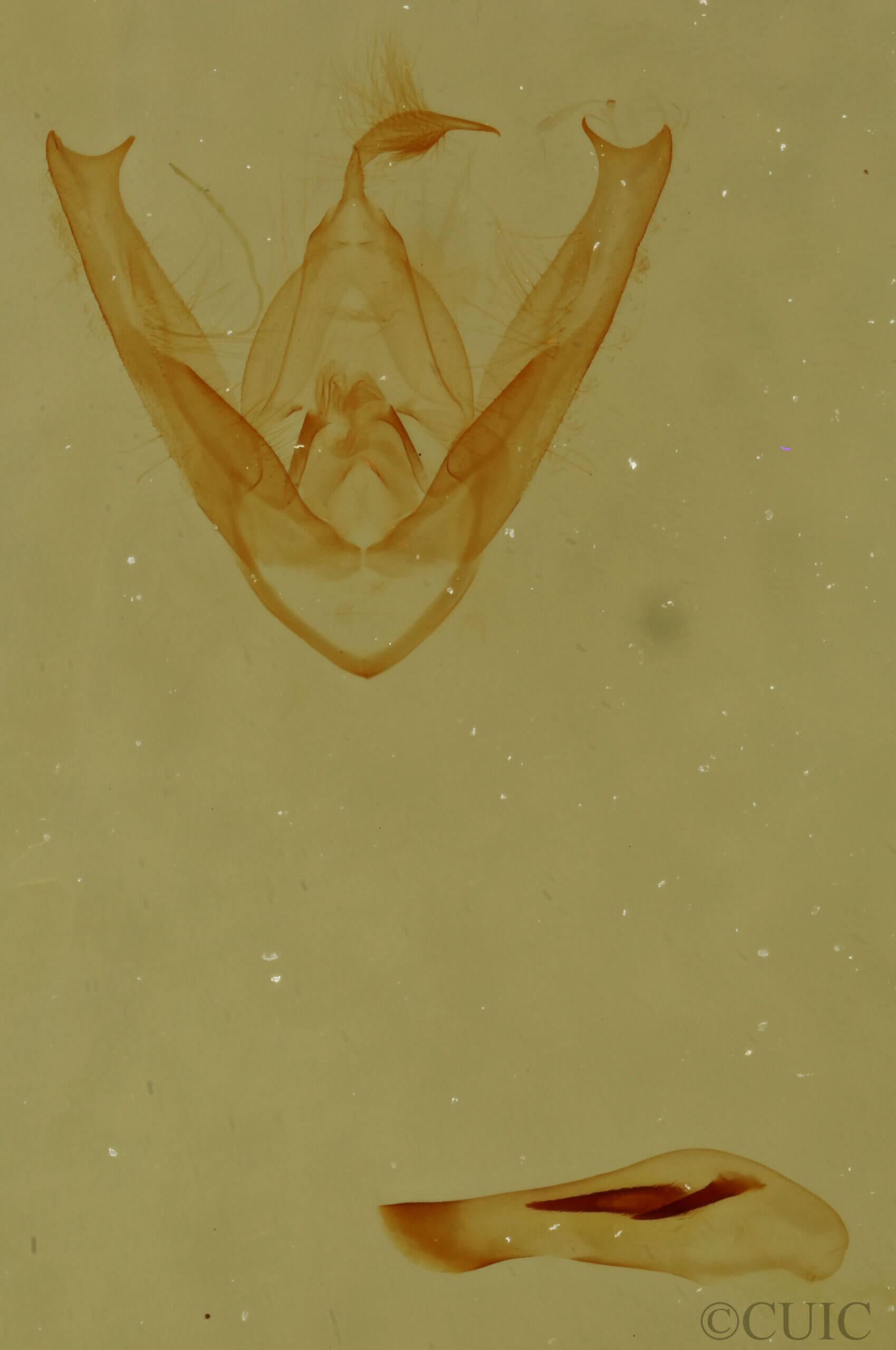 genitalia view of adult Pangrapta sp.