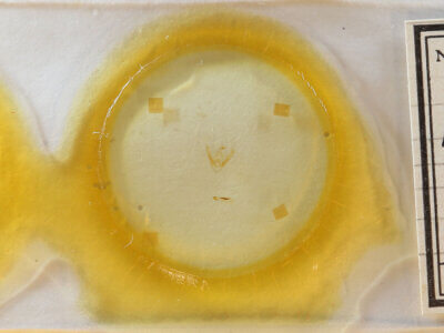 slide view of adult Pangrapta sp.