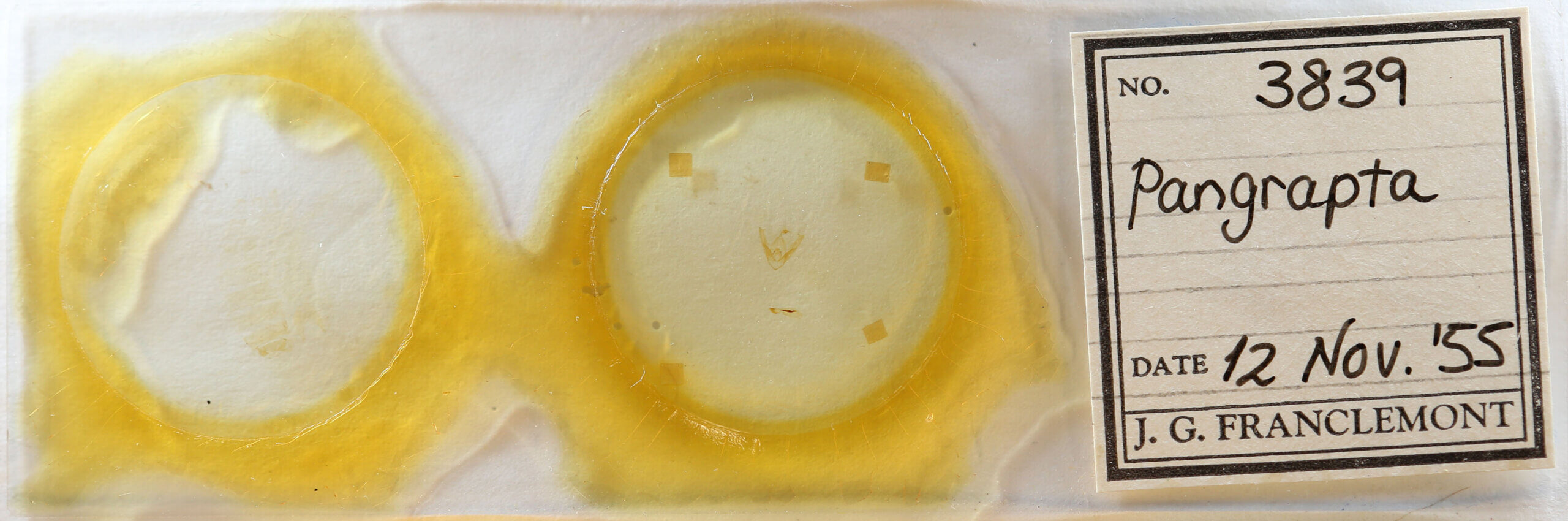 slide view of adult Pangrapta sp.