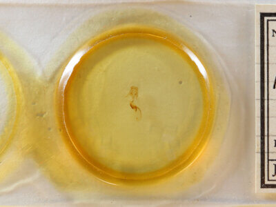 slide view of adult Pangrapta sp.