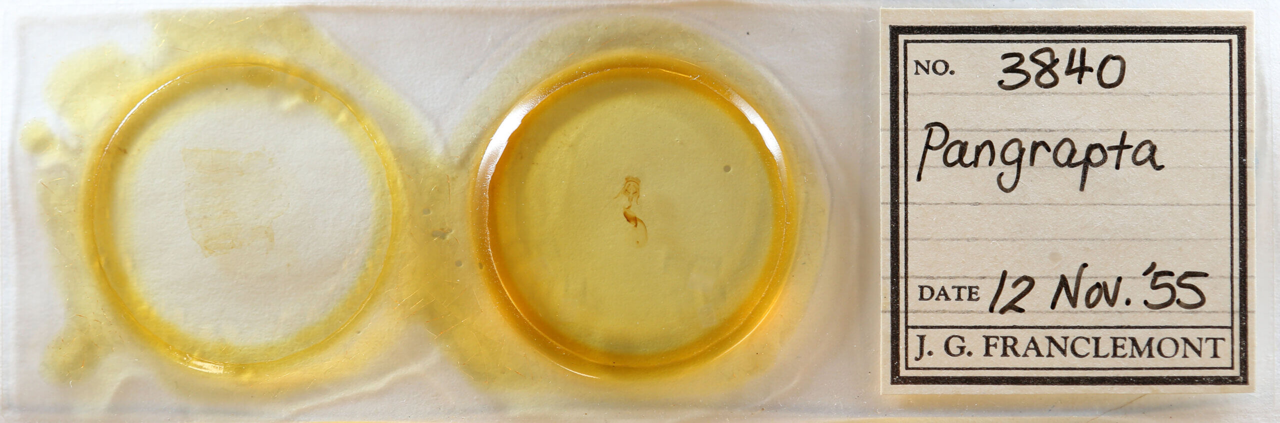 slide view of adult Pangrapta sp.