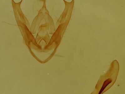 genitalia view of adult Pangrapta sp.