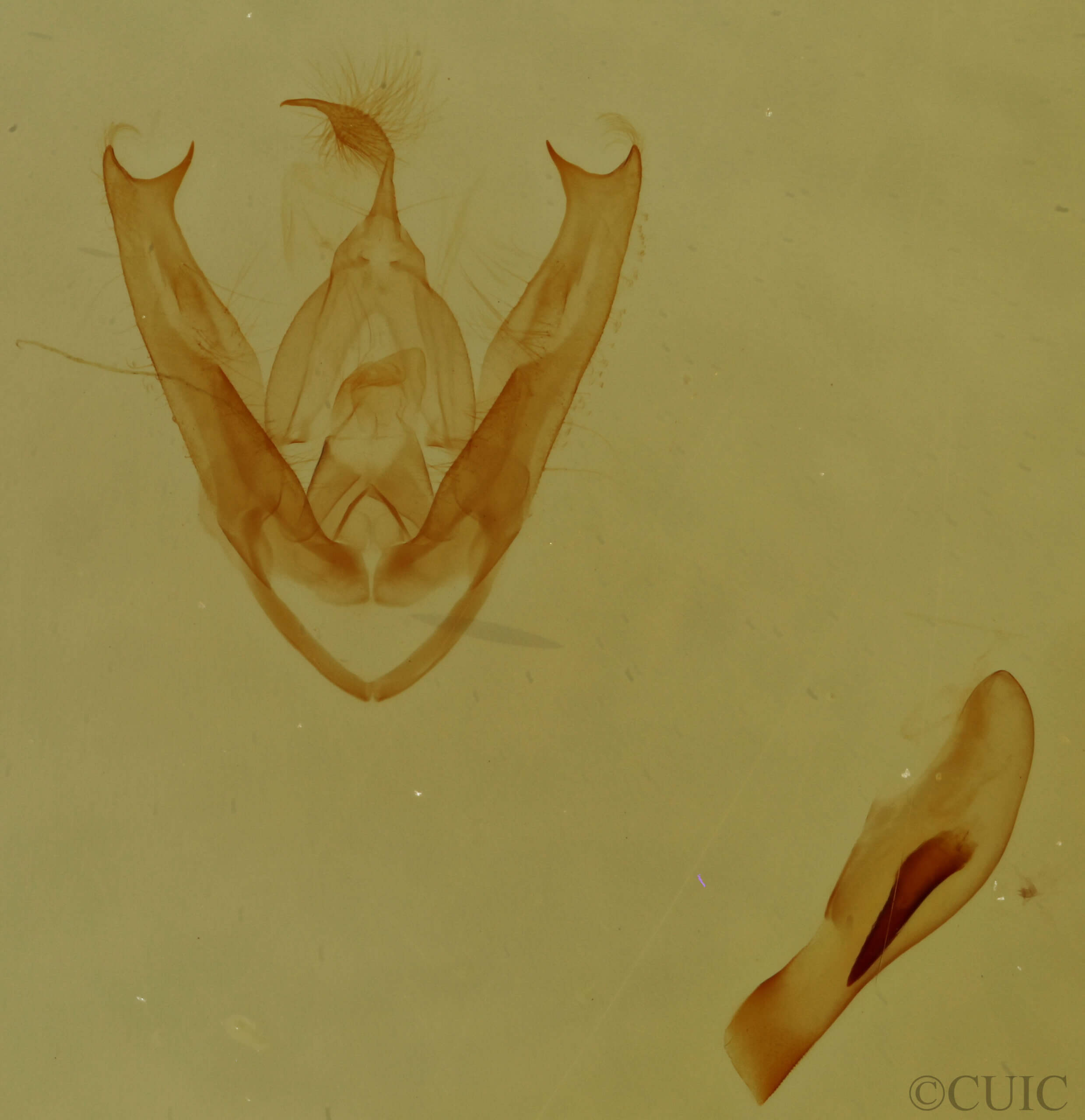 genitalia view of adult Pangrapta sp.