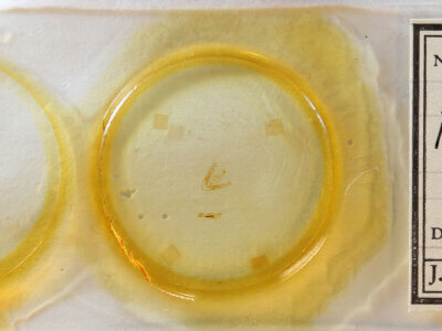 slide view of adult Pangrapta sp.