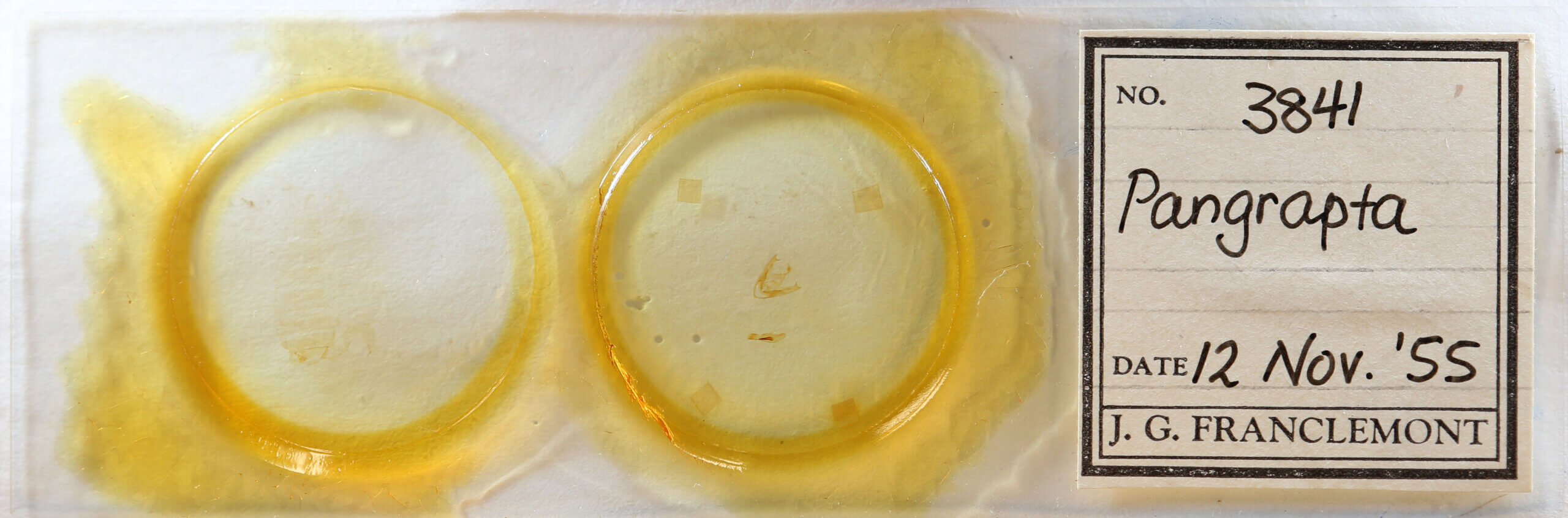 slide view of adult Pangrapta sp.