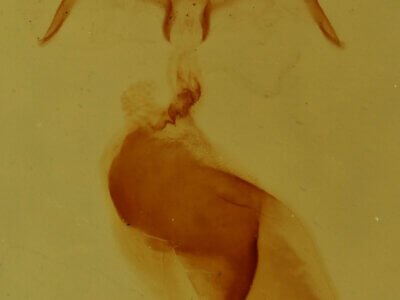 genitalia view of adult Pangrapta sp.