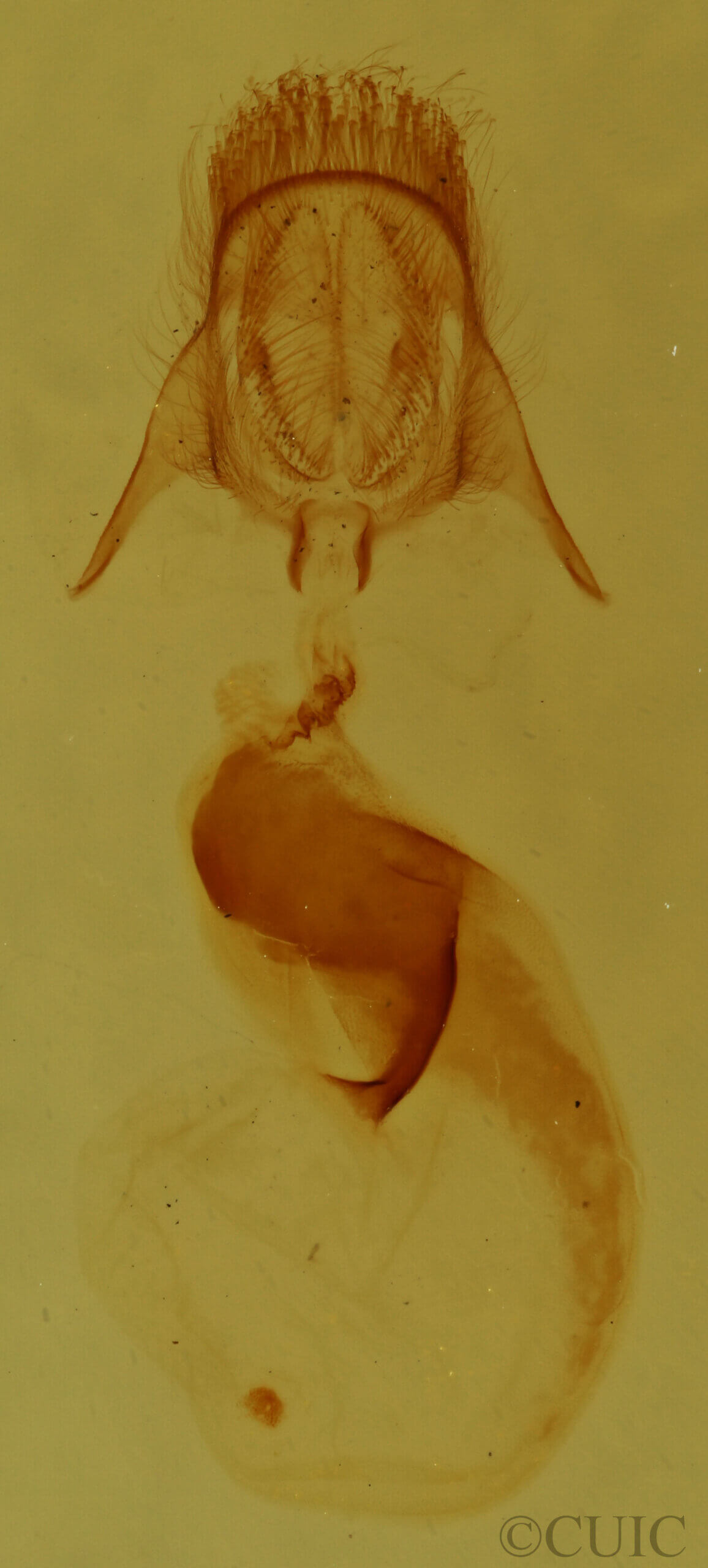 genitalia view of adult Pangrapta sp.