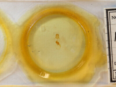 slide view of adult Pangrapta sp.