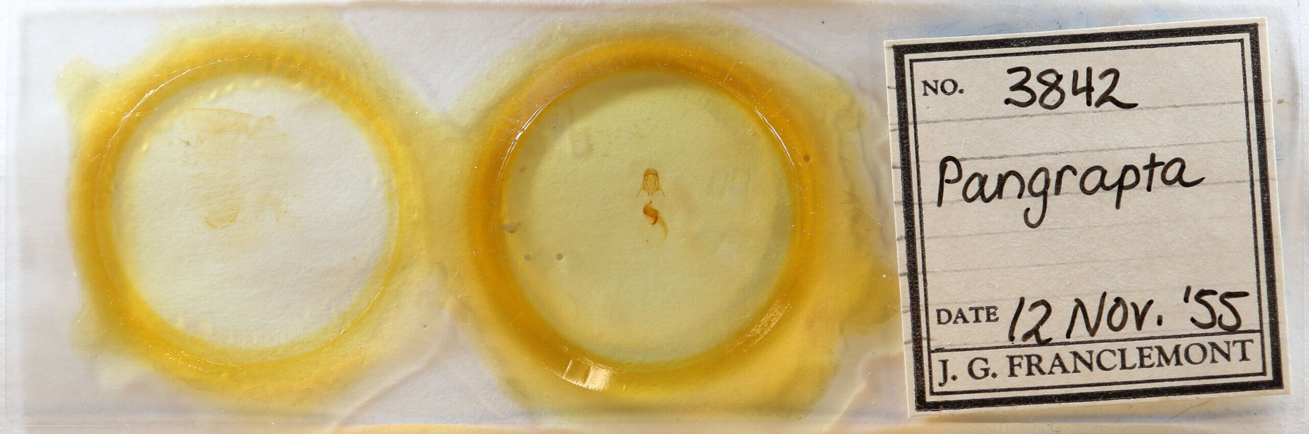 slide view of adult Pangrapta sp.