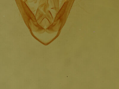 genitalia view of adult Pangrapta sp.