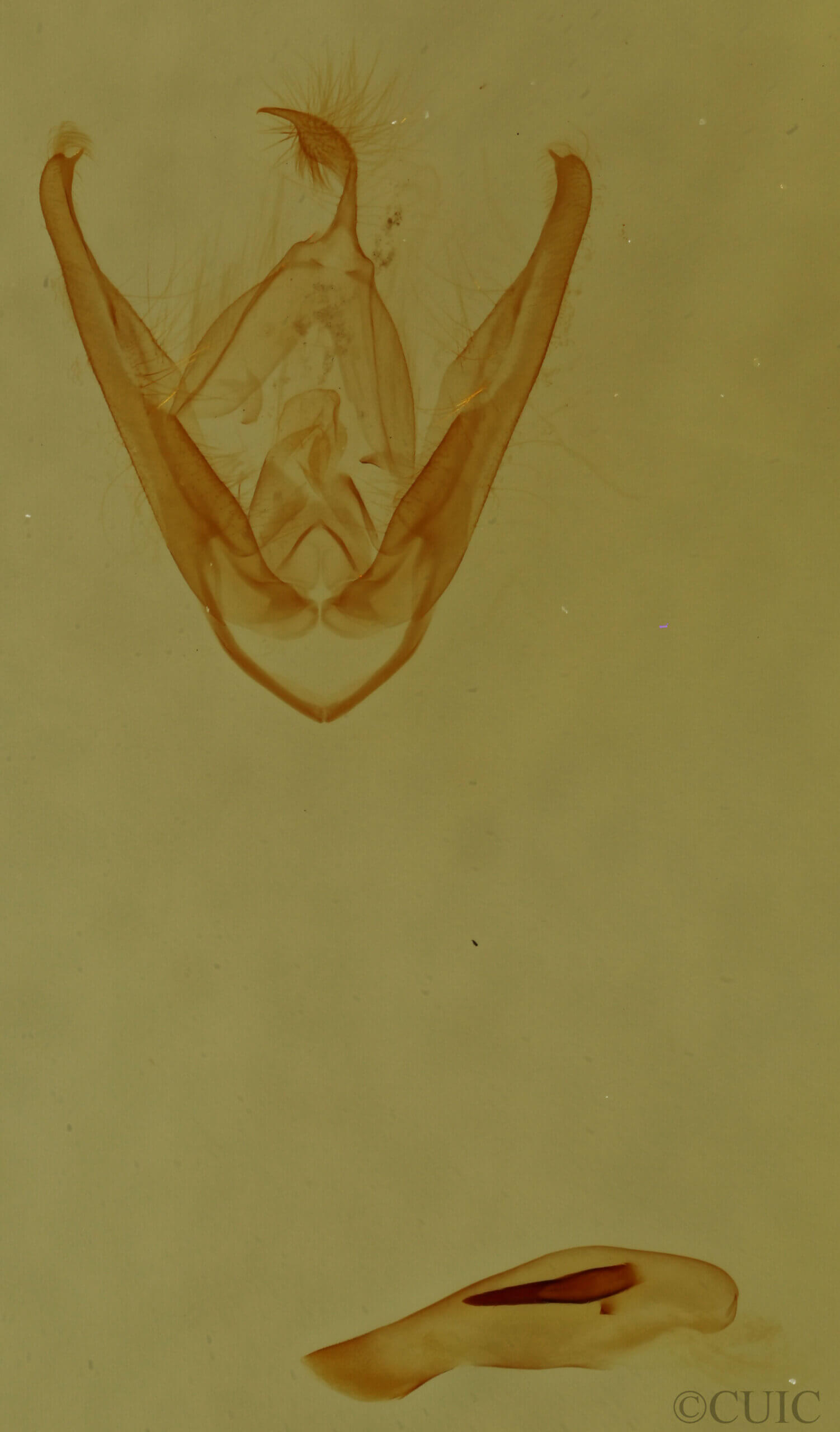 genitalia view of adult Pangrapta sp.