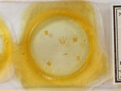 slide view of adult Pangrapta sp.