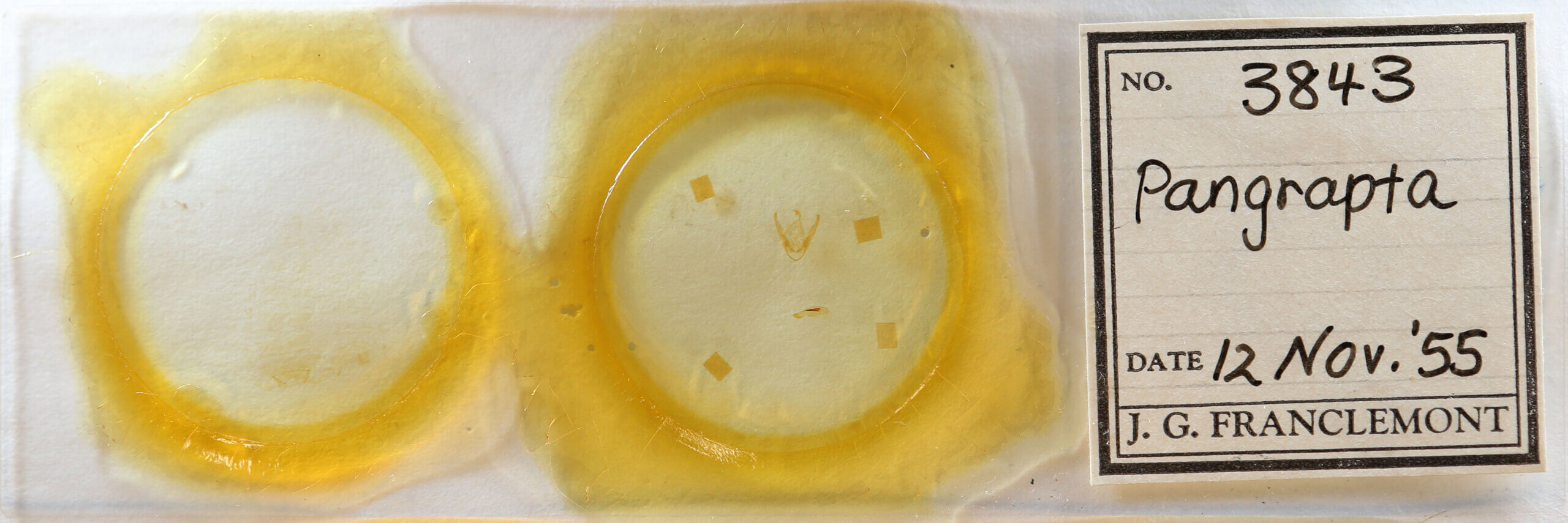 slide view of adult Pangrapta sp.