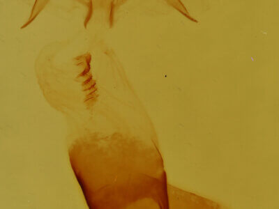 genitalia view of adult Pangrapta sp.