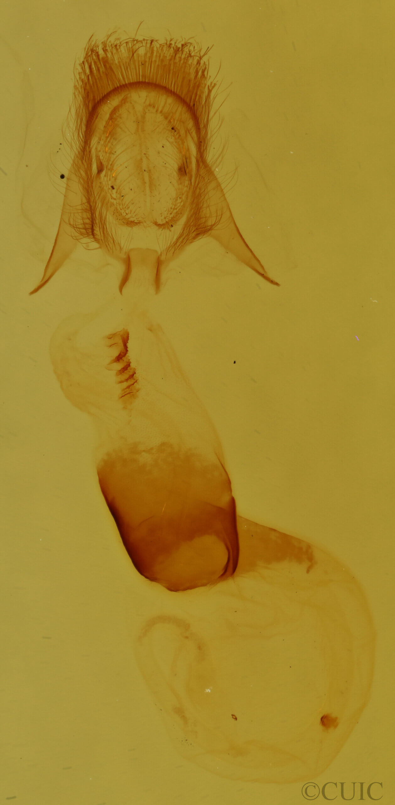 genitalia view of adult Pangrapta sp.