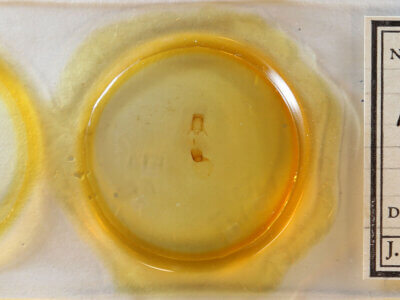 slide view of adult Pangrapta sp.