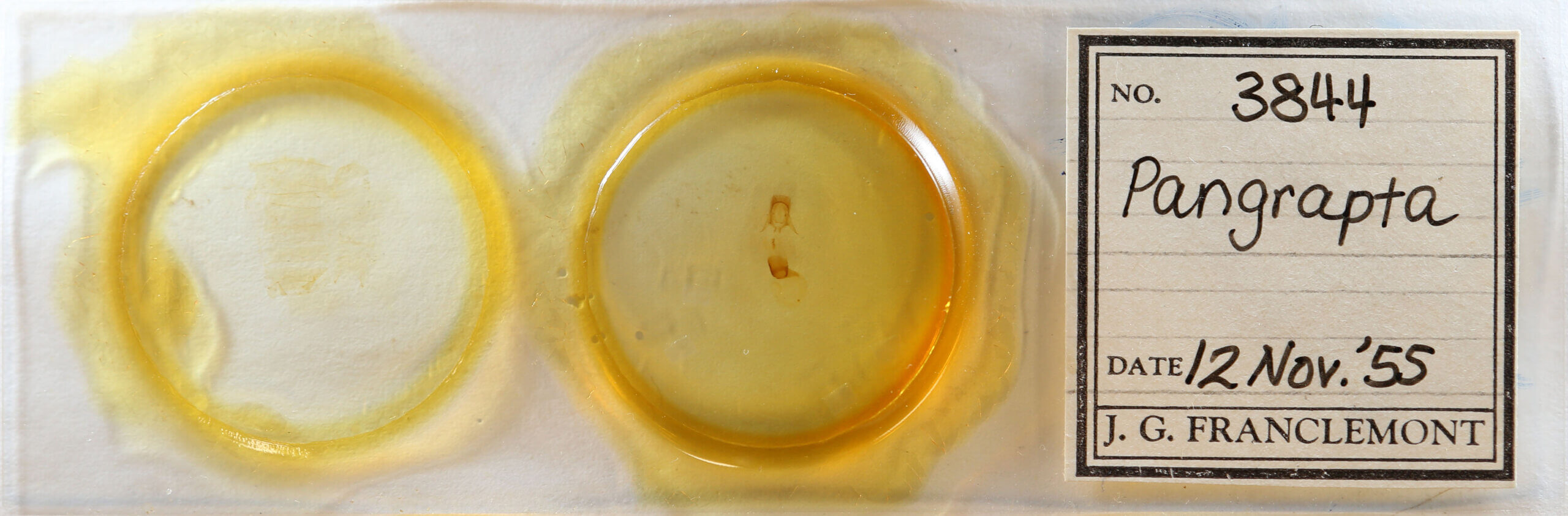 slide view of adult Pangrapta sp.