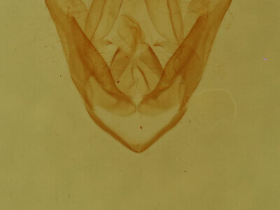 genitalia view of adult Pangrapta sp.