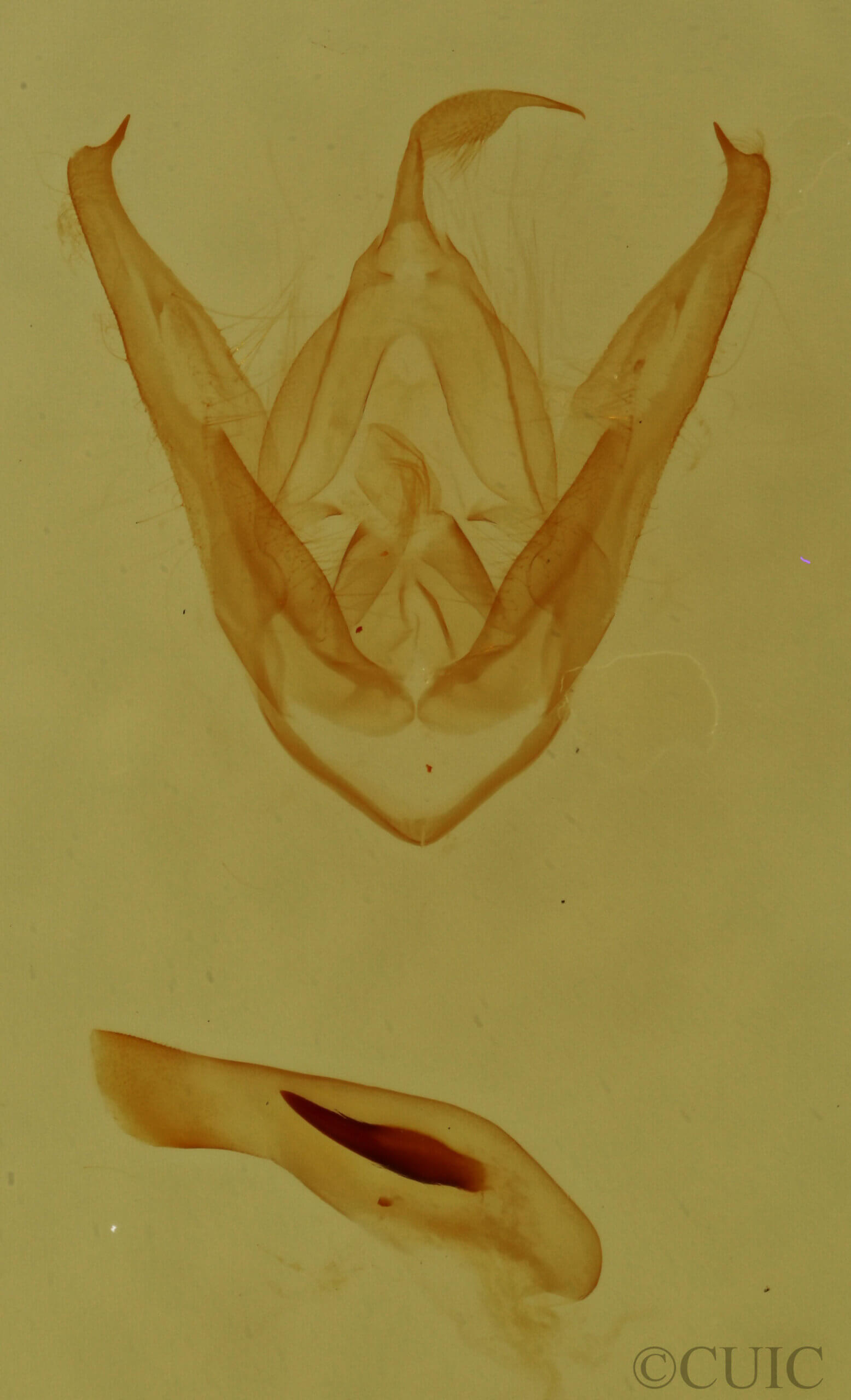 genitalia view of adult Pangrapta sp.