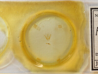 slide view of adult Pangrapta sp.