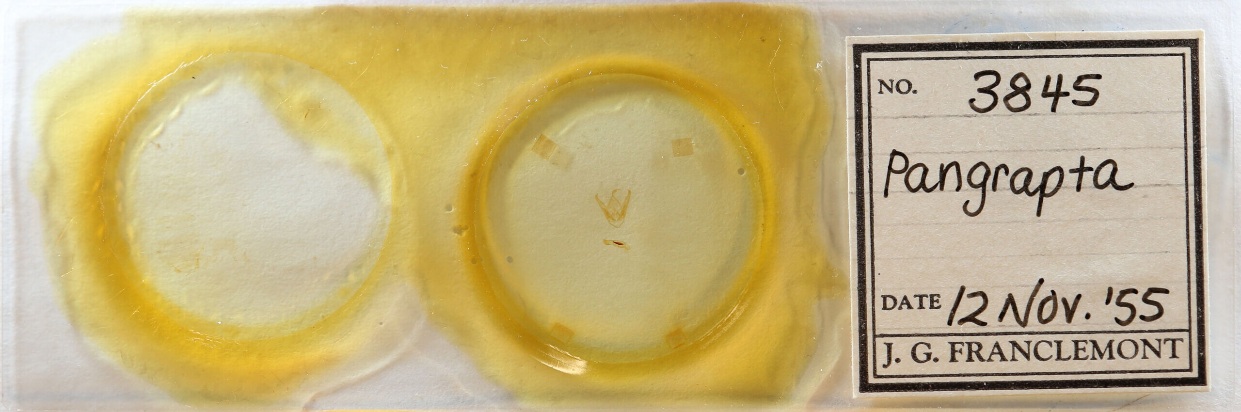 slide view of adult Pangrapta sp.