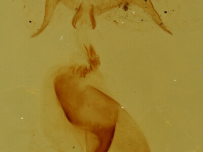 genitalia view of adult Pangrapta sp.