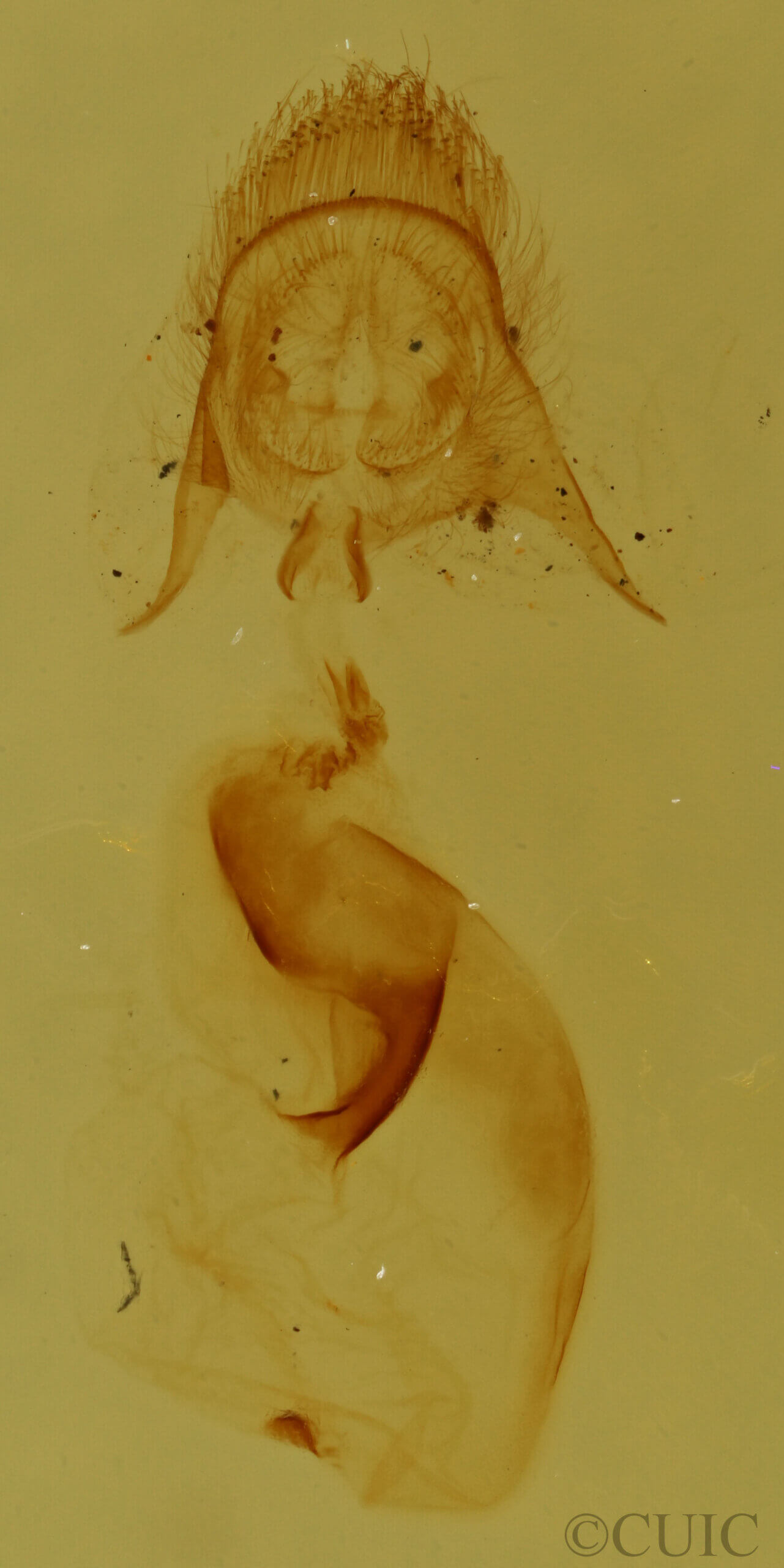 genitalia view of adult Pangrapta sp.