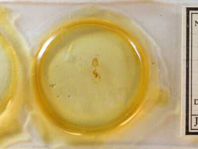 slide view of adult Pangrapta sp.