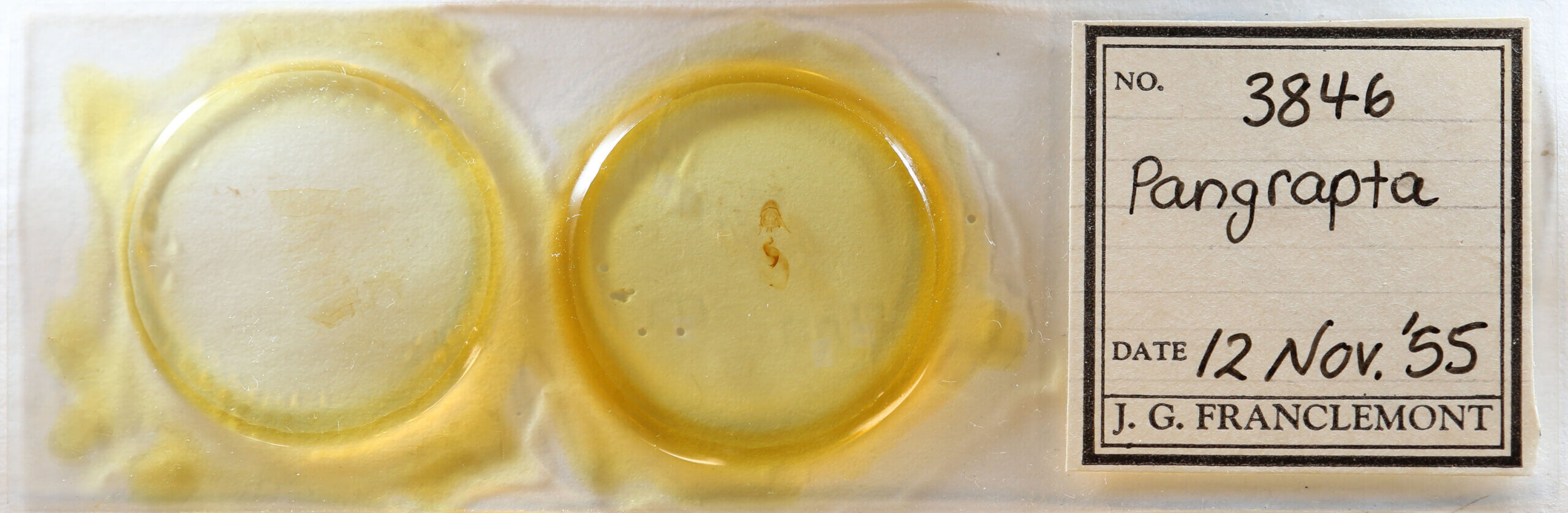 slide view of adult Pangrapta sp.