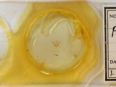 slide view of adult Pangrapta sp.