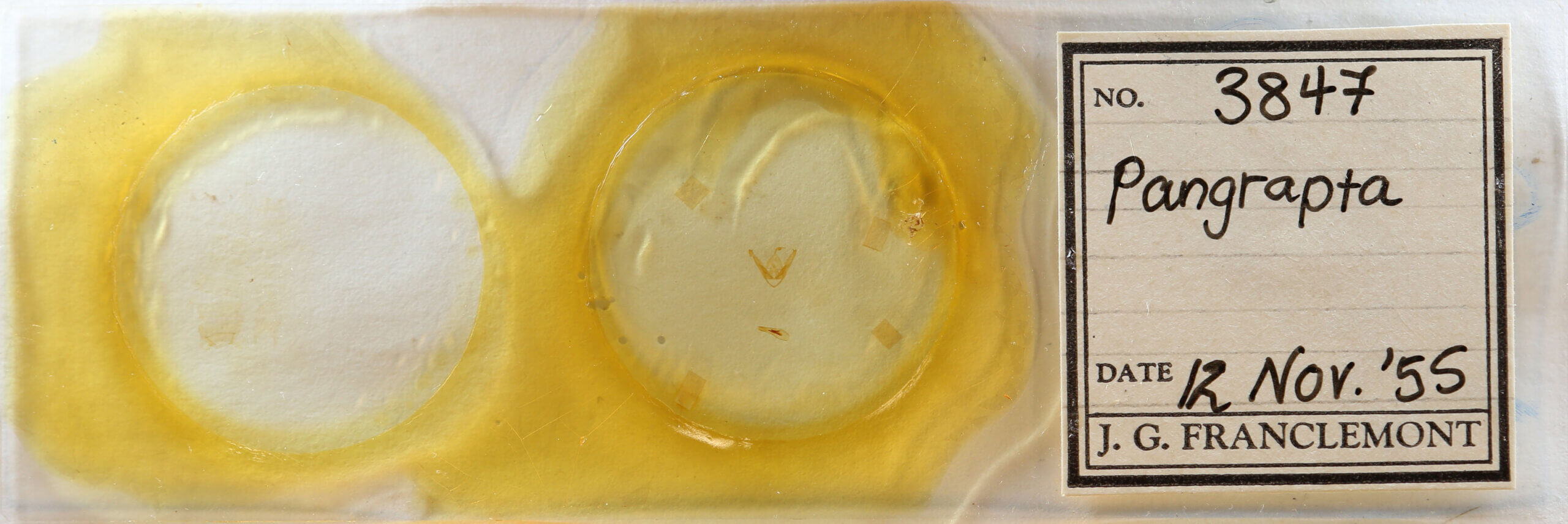 slide view of adult Pangrapta sp.