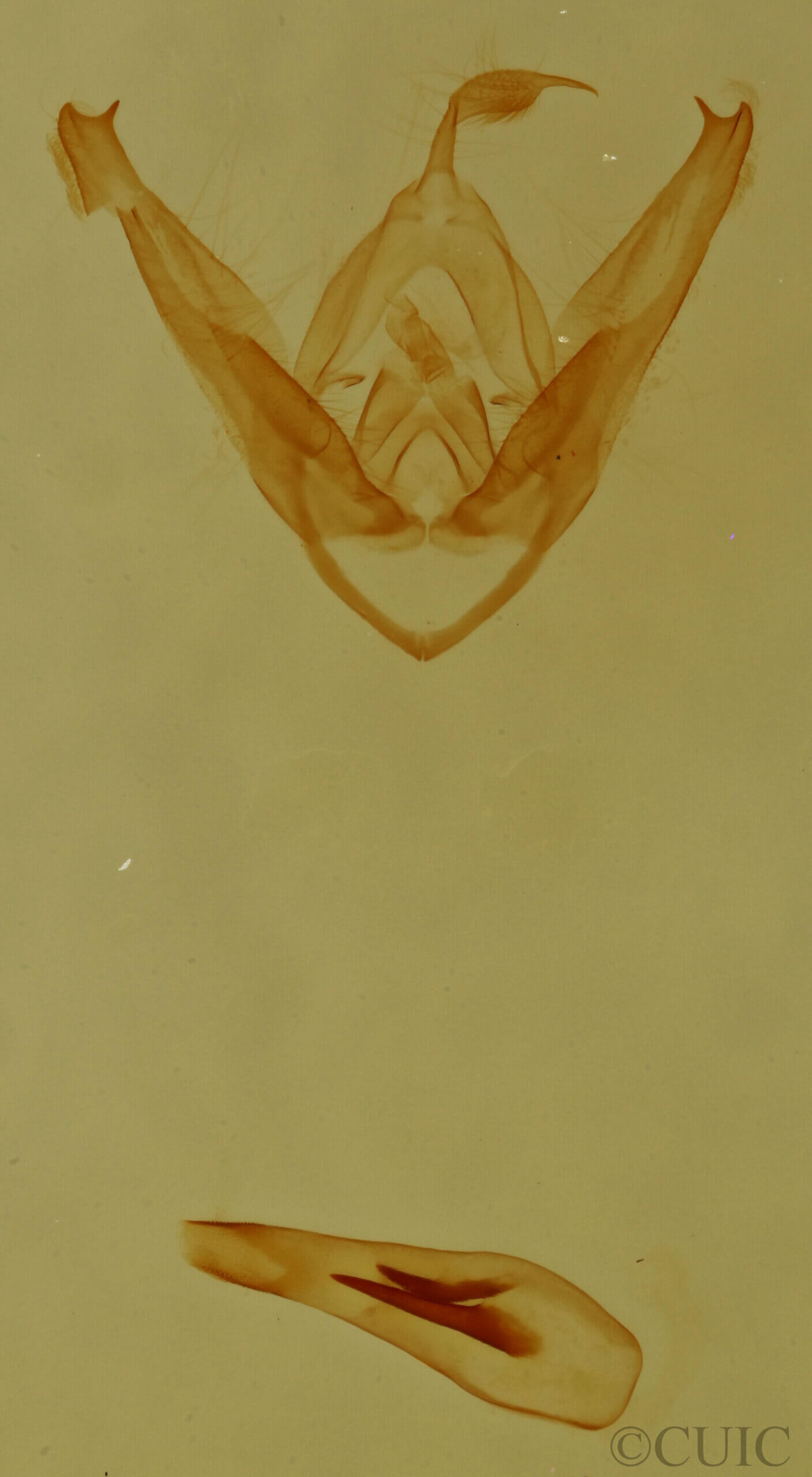 genitalia view of adult Pangrapta sp.