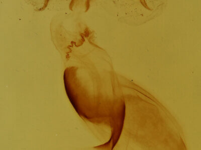 genitalia view of adult Pangrapta sp.