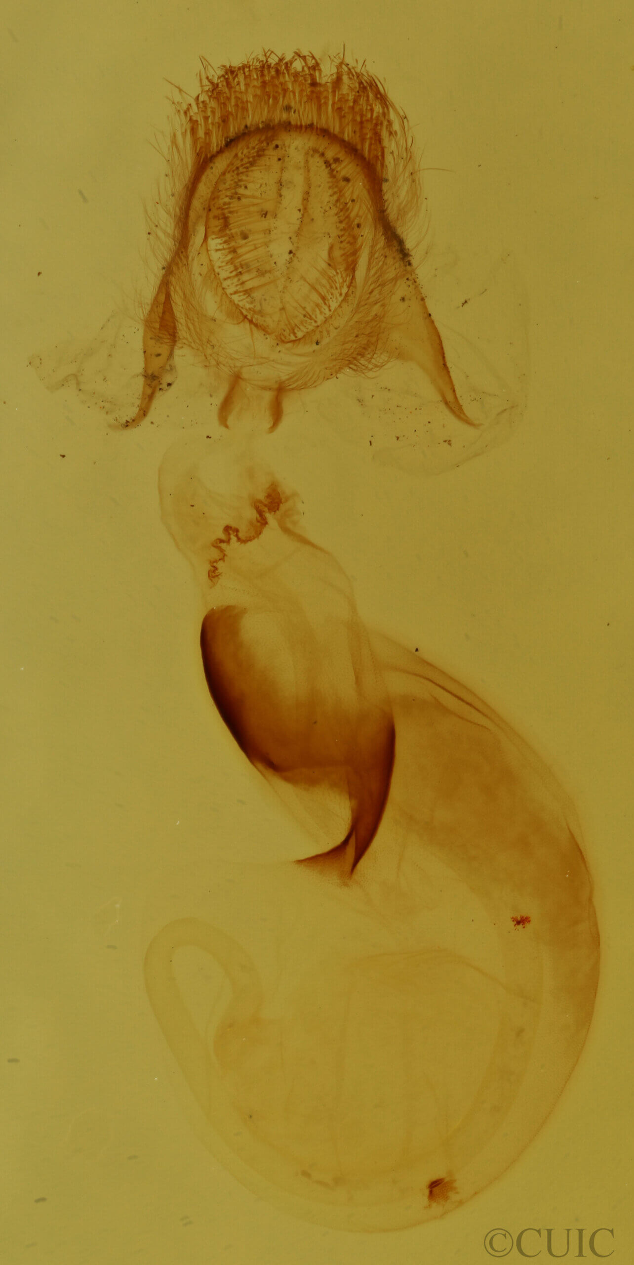 genitalia view of adult Pangrapta sp.