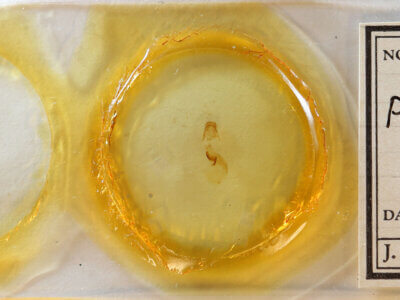 slide view of adult Pangrapta sp.