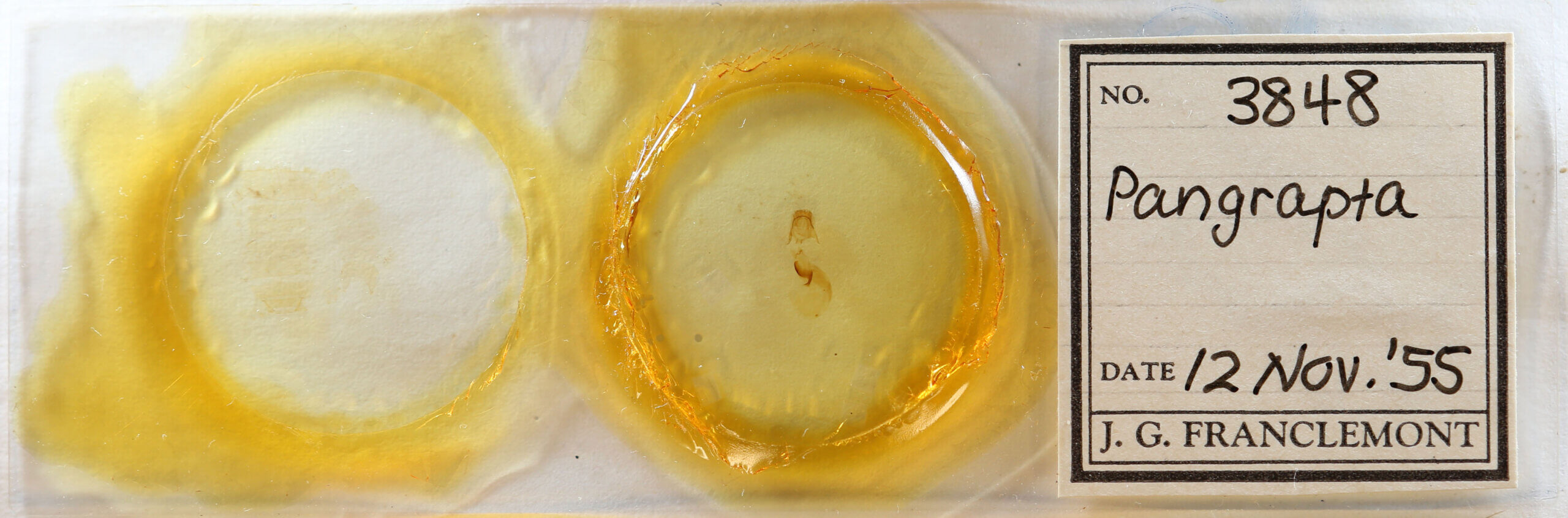 slide view of adult Pangrapta sp.