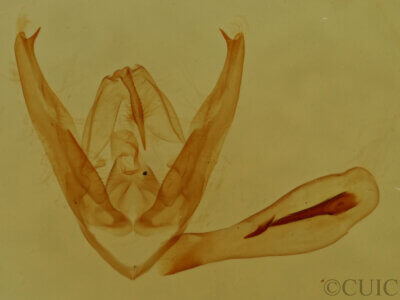 genitalia view of adult Pangrapta sp.